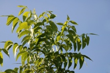 Pecan Nut Tree Leaves In Sunlight