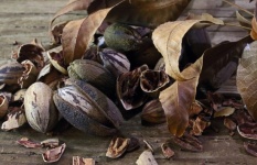 Pecan Nuts Inside The Husk