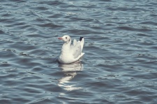 Little Seagull On The Water