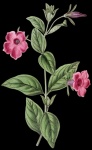 Petunia Flower Vintage Art