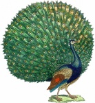 Peacock Bird Vintage Art