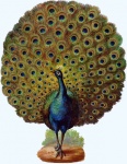 Peacock Bird Vintage Art