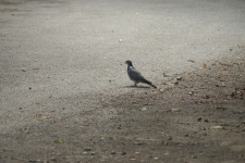 Pigeon On The Side Of The Road