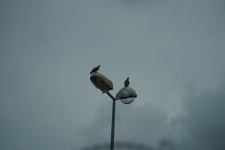 Pigeons On A Lamppost
