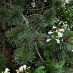Pine Branches And White Flowers