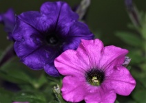 Pink And Blue Petunias Close-up