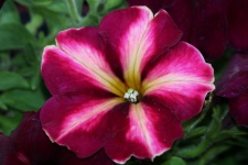 Pink And White Petunia Close-up