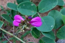 Pink Beach Bean Flower