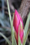 Pink Bromeliad Flower Bud