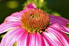 Pink Coneflower And Dew