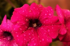 Pink Petunia And Rain Drops