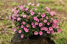 Pink Petunias Flowers In Pot