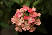 Pink Verbena Flowers Close-up