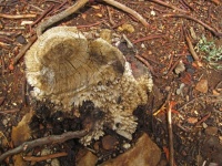 Portion Of Cut Tree Stump