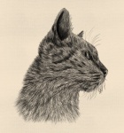 Portrait Cat Illustration