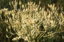 Prairie Indian Plantain Close-up