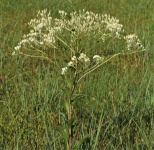 Prairie Indian Plantain Wildflowers