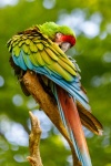 Preening Parrot