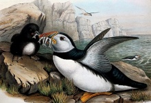 Puffin Feeding Young