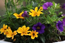 Purple And Yellow Flowers Close-up