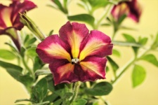Purple And Yellow Petunia Close-up