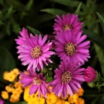 Purple Aster Flowers And Rain Drops