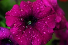 Purple Petunia And Rain Drops