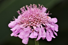 Purple Pincushion Flower Macro