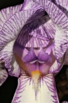 Purple Striped White Iris Close-up