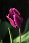Purple Tulip Close-up