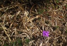 Purple Verbena Flower In Dry Grass