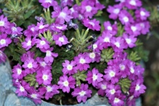 Purple Verbena Flowers Close-up