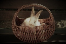 Rabbit In The Basket