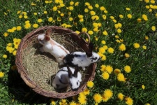 Rabbits In The Spring