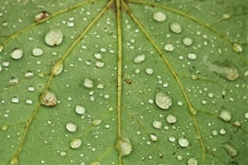 Raindrops On A Green Leaf Macro