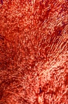 Red Corals