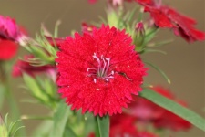 Red Dianthus Flower Close-up