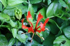 Red Flame Lily With Green Foliage