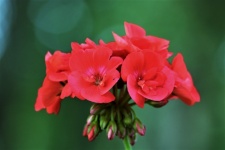 Red Geranium Flowers And Bokeh