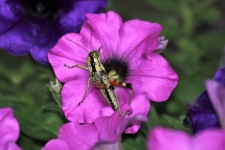Red-legged Grasshopper On Flower