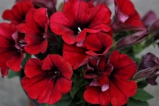 Red Petunia Flowers Close-up