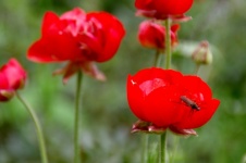 Red Poppies With Insect