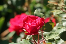 Red Rose And Bokeh