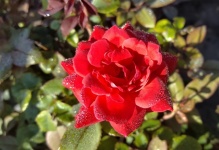 Red Rose Covered In Dew