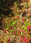 Red Seed Pods On A Green Sand Olive