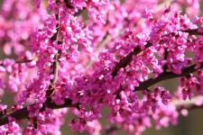 Redbud Tree Blossoms Full Frame