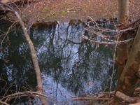 Reflection Of Branches In The Water