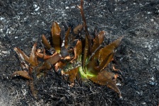 Remnant Of A Burnt Aloe Plant