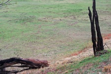 Remnant Of Bark Of Fallen Tree