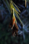 Remnant Of Decaying Epiphyte Flower